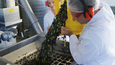 technician putting harvested olive in machine