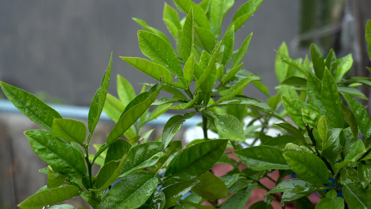 primer plano de hojas verdes