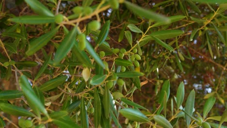 jeunes petites olives sur une branche d'arbre se balançant dans la brise, photo du bas avec le ciel bleu en arrière-plan derrière un feuillage fort