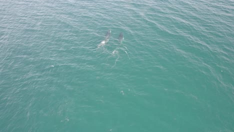 Ballenas-Jorobadas-Nadando-En-El-Océano-Azul-En-Nueva-Gales-Del-Sur,-Australia---Toma-Aérea-De-Drones