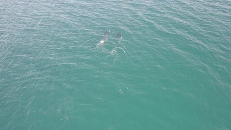 ballenas jorobadas nadando en el océano azul en nueva gales del sur, australia - toma aérea de un dron