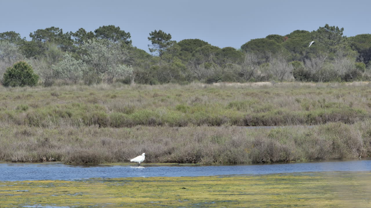 aves silvestres en la camargue, francia, garzas blancas