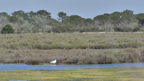 Wildvögel-In-Der-Camargue,-Frankreich,-Silberreiher