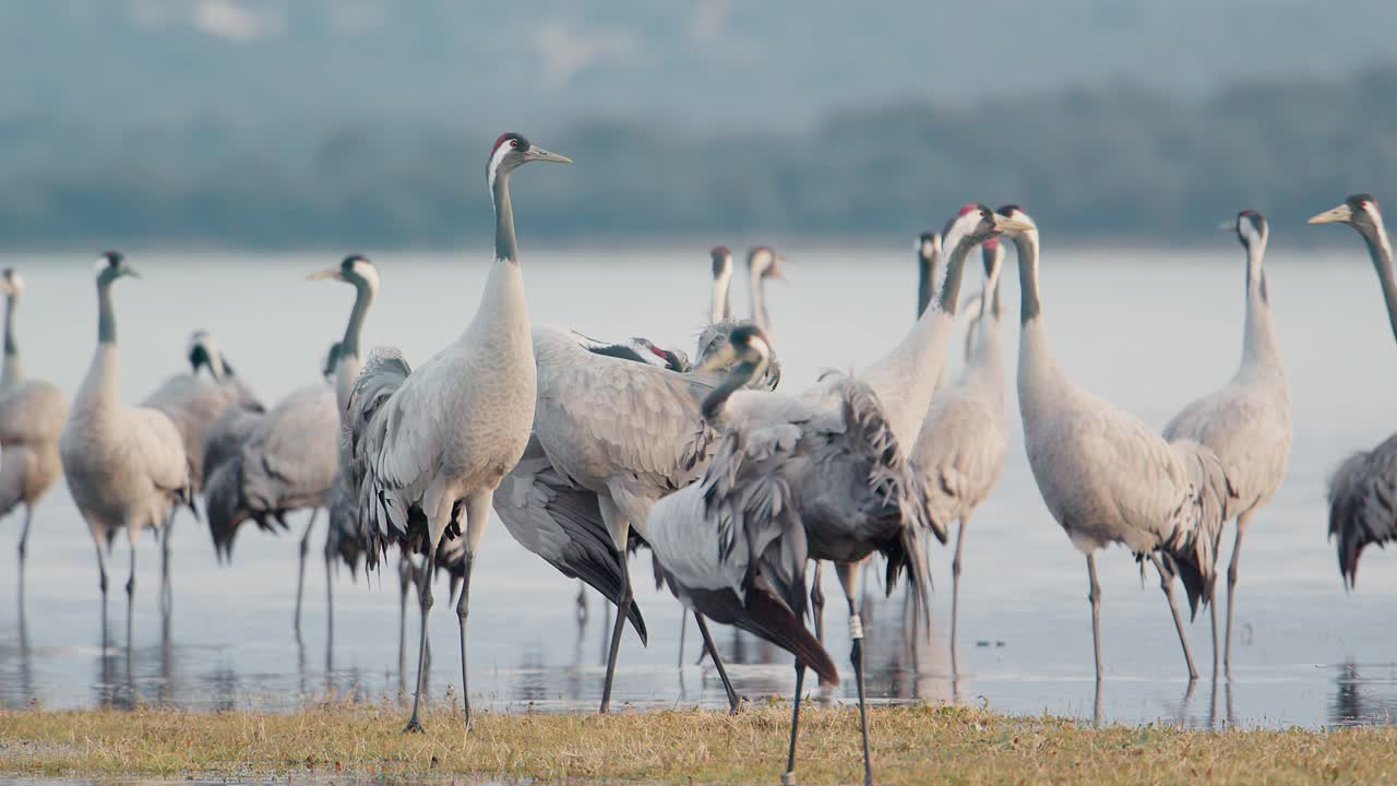 Group of cranes waking up at the roost during the wintering, within the lake, before dawn