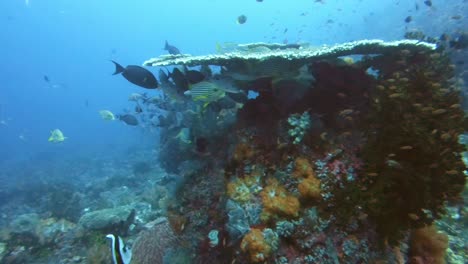 tropical fish species finding shelter under a table coral