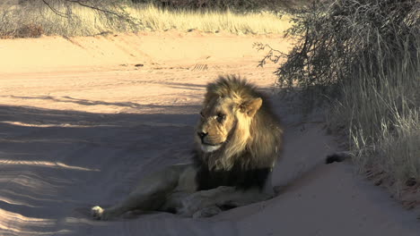 african male lion grooming in shade on dusty road in african savanna, wild animal in natural habitat