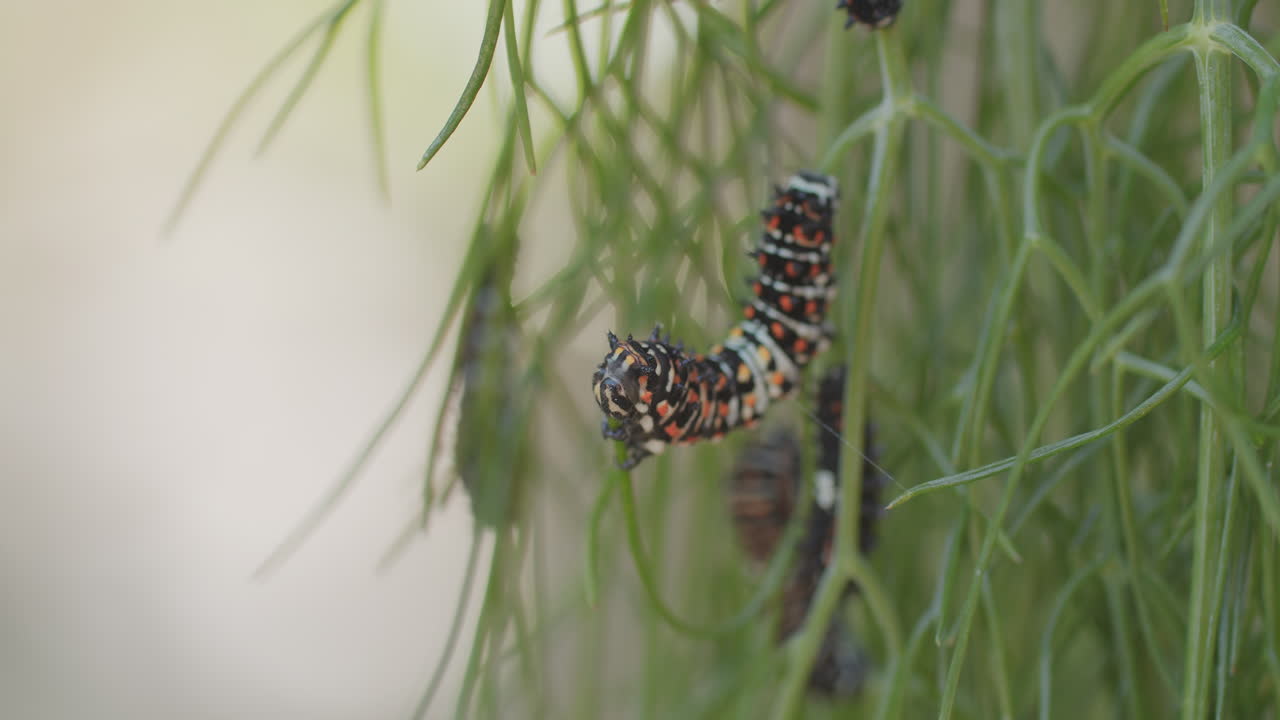 foto macro de una oruga de mariposa de cola de golondrina inmadura mientras se come el extremo de una rama de anís