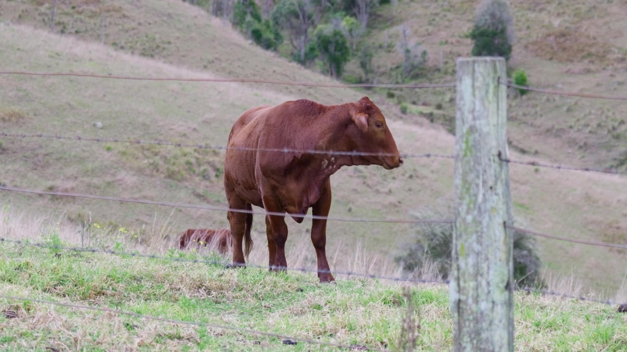 Ko står på en farmfold med en hegnspæl i forgrunden. Landlig australsk scene, der repræsenterer kvægavl, husdyr, landbrug, ejendomsgrænser og landliv
