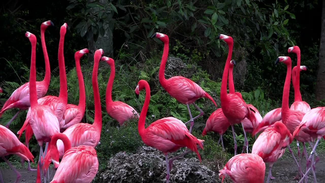 플라밍고는 에버글레이즈에서 함께 무리 1