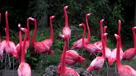 Los-Flamencos-Se-Reúnen-En-Los-Everglades-1