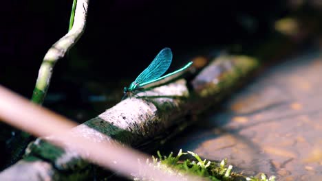 cerca de una libélula azul encaramada en caña, ébano jewelwing extendiendo alas en cámara lenta