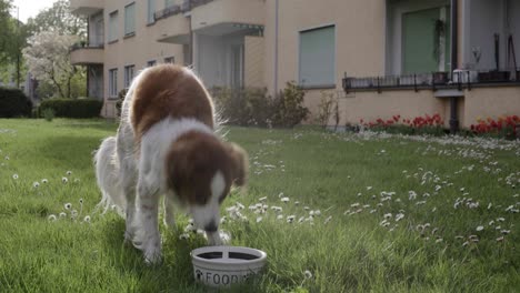 Cute-dog-sits,-waiting-for-cue-to-begin-eating-from-a-food-bowl-in-the-backyard-on-a-sunny-day