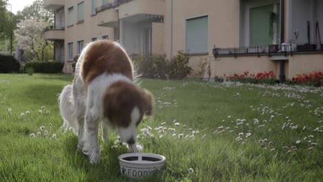 lindo perro se sienta, esperando la señal para comenzar a comer de un tazón de comida en el patio trasero en un día soleado