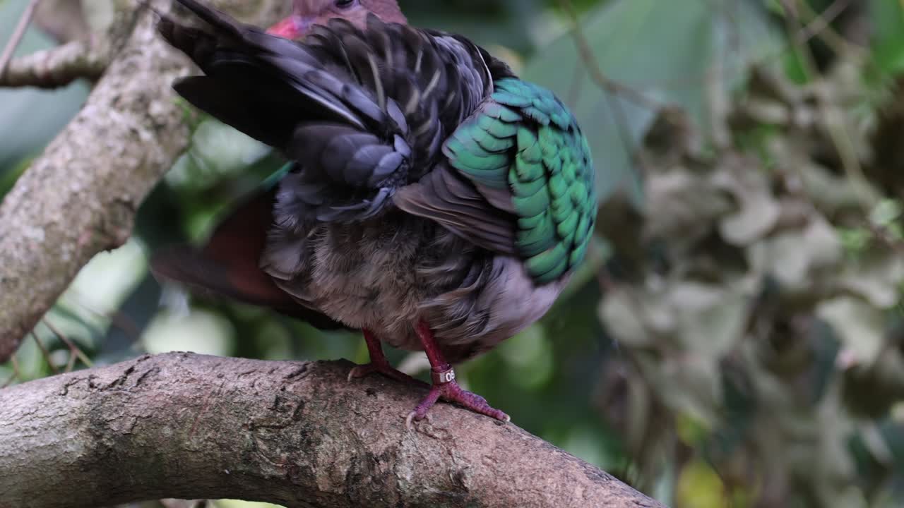 paloma preparándose en una rama de un árbol