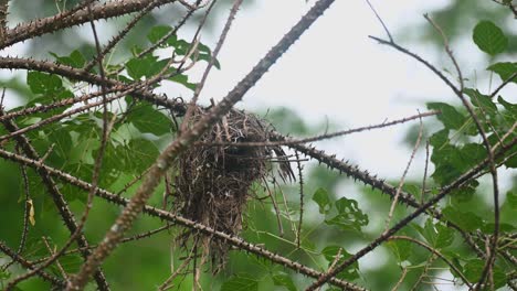 a nest moving with the wind then a parent bird flies out to look for food, black-and-yellow broadbill eurylaimus ochromalus, kaeng krachan national park, thailand