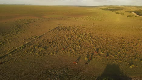 Filmación-Cinematográfica-De-Drones-Que-Muestra-Un-Rebaño-De-Vacas-Pastando-Amablemente-En-Un-Campo-Grande-Al-Atardecer---Punta-Del-Diablo,-Uruguay