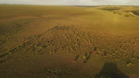 filmación cinematográfica de drones que muestra un rebaño de vacas pastando amablemente en un campo grande al atardecer - punta del diablo, uruguay