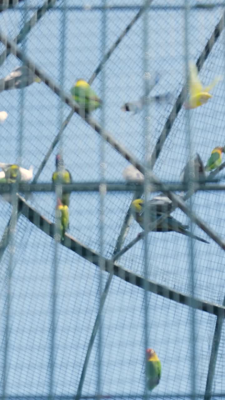 loros en una jaula