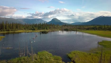 Scenic-summer-Yukon-flight-above-reflective-pond-lake-with-two-white-swans-swimming-by-green-tree-forest-towards-Mount-Ingram-on-sunny-blue-sky-day,-Ibex-valley,-Canada,-overhead-aerial-approach