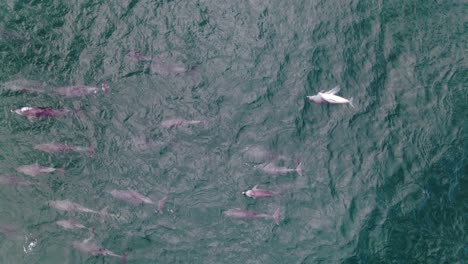 especies raras de delfines nariz de botella rosa nadando en el mar azul profundo - nsw, australia - drone aéreo, tiro de arriba hacia abajo
