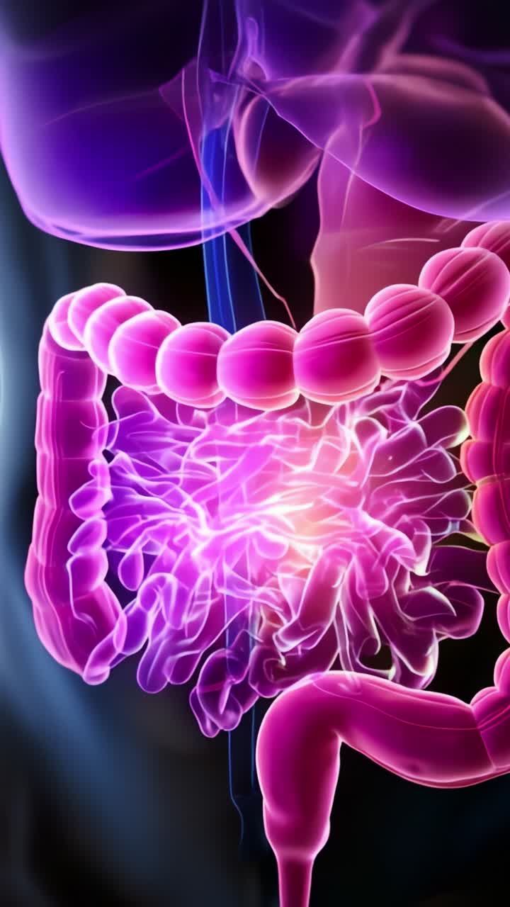 A Stunning Visualization of the Human Digestive System Highlighting the Intestines and Organs in Vibrant Colors for Educational and Medical Purposes