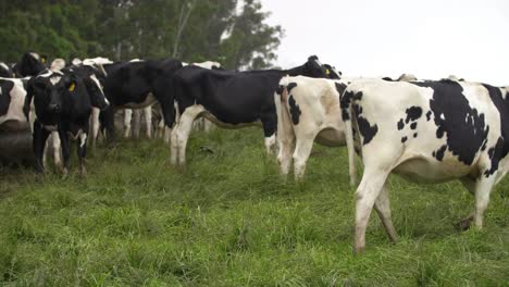 Medium-Shot-Of-Cows