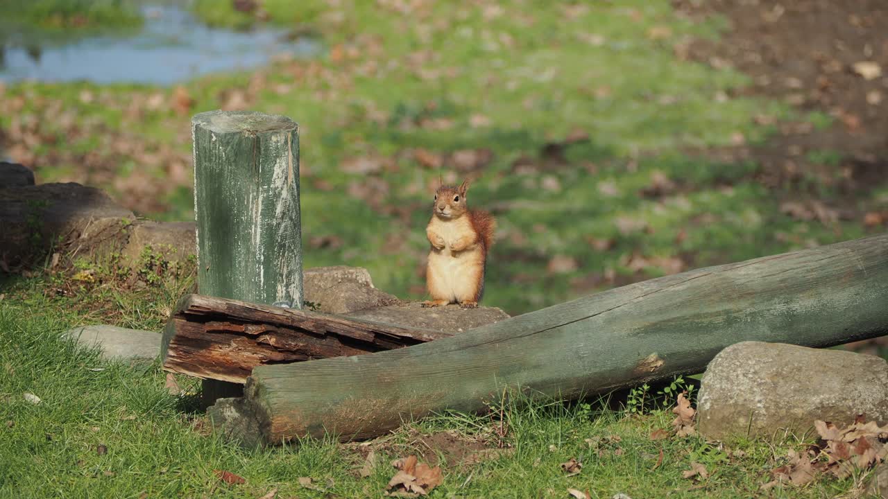 Scoiattolo attento in piedi su un tronco in un parco erboso