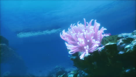 pink sea anemone on a coral reef