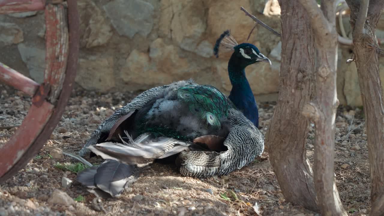 pavo real sentado en el suelo