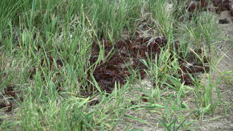 cicadas invasion all crawled up together to lay egg and reproduce