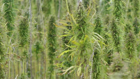 narcotic marijuana plants in agricultural field outdoors