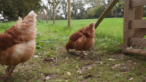 Brood-of-free-range-hens-foraging-for-food-in-grass-enclosure