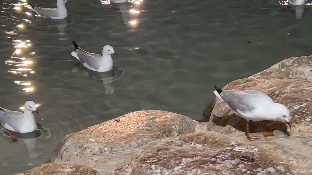 Wild silver gulls, chroicocephalus novaehollandiae flying up to the rocky shore, foraging on bread crumbs against rippling water, shimmering reflection background.