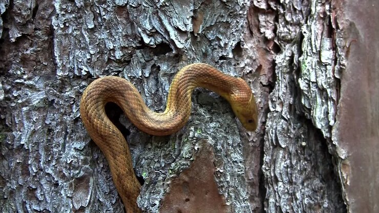 Uma cobra-rato amarela desliza por uma árvore nos Everglades da Flórida 1