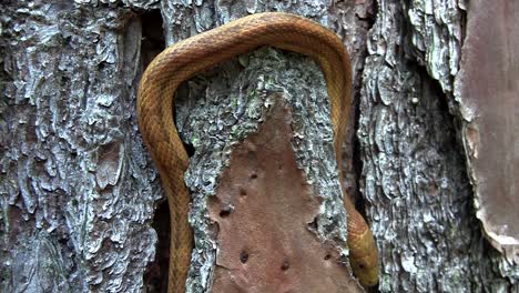 a yellow rat snake slithers through a tree in the florida everglades 1