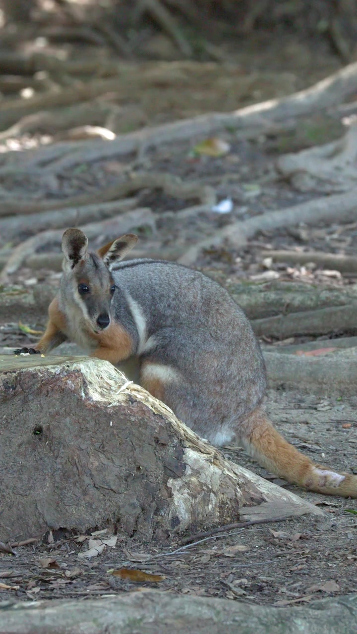 Un wallaby delle paludi sta in piedi accanto a un tronco, nutrendosi e guardandosi intorno con una luce naturale soffusa.