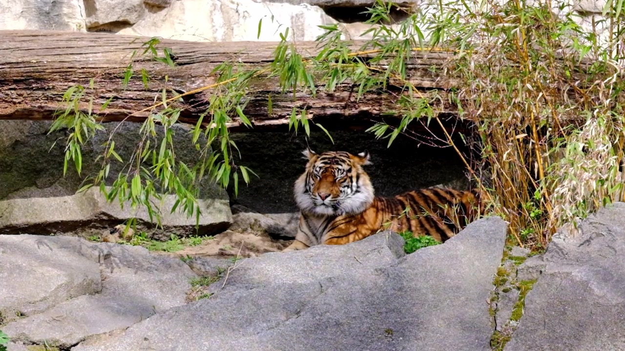 En voksen tiger sover i sit anlæg i Berlin Zoo