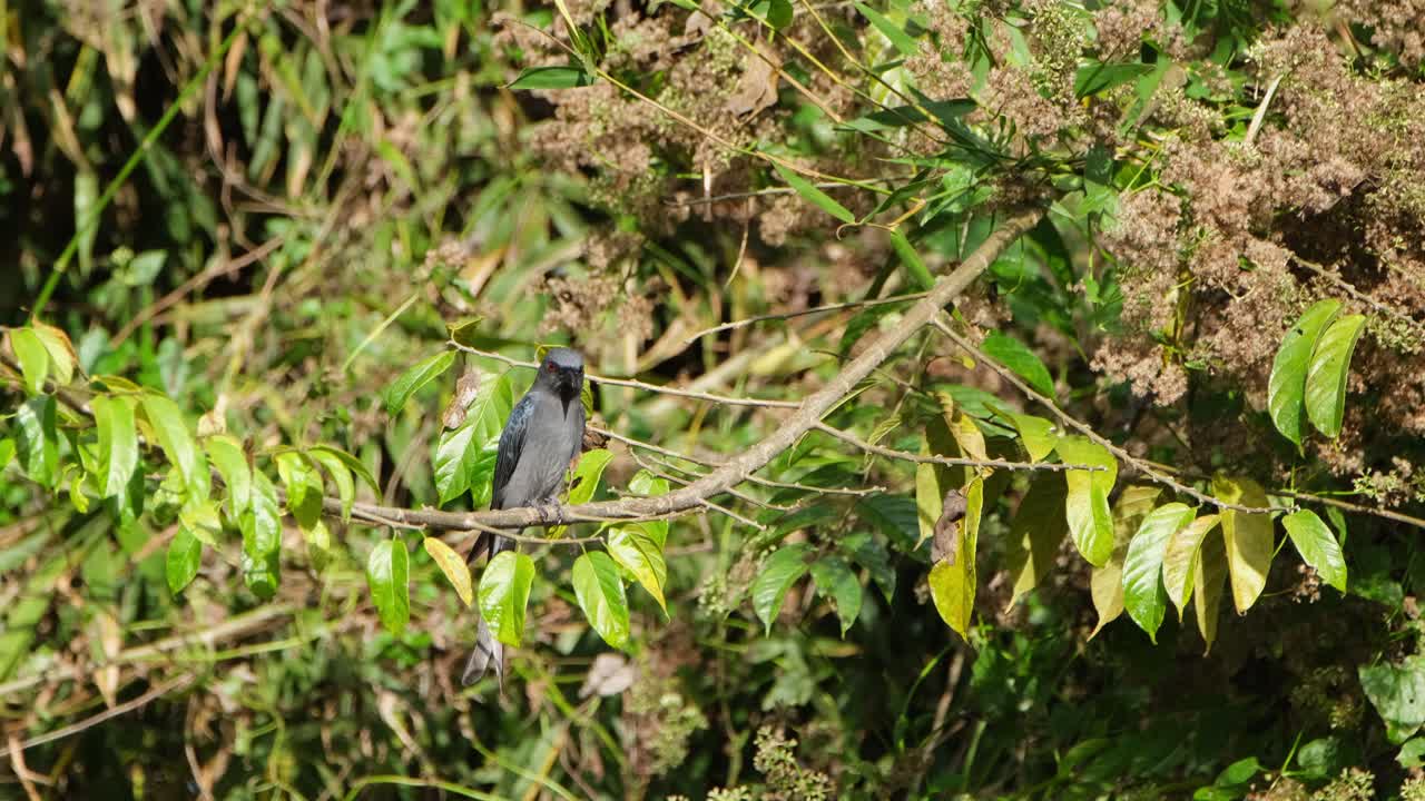mirando frenéticamente hacia abajo y hacia arriba en busca de una presa dispuesta a ser comida, ceniciento drongo dicrurus leucophaeus, parque nacional de khao yai, tailandia