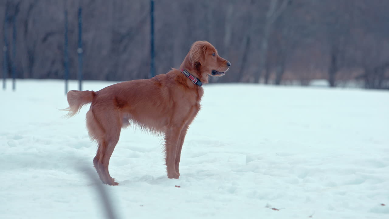 골든 레트리버가 눈  ⁇ 인 겨울 공원에서 완벽하게 서 있습니다.