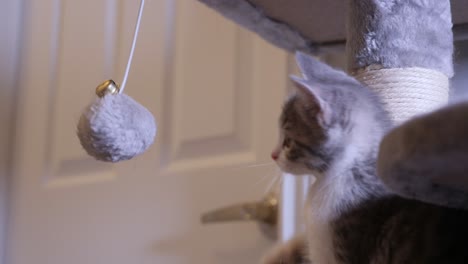 little silver kitten cat playing a fluffy ball
