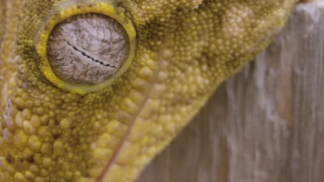 panning shot of new caledonian gecko eyeball