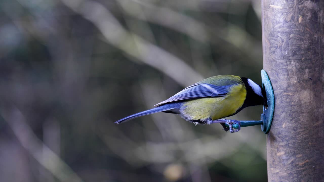 새 모이통에 착륙하여 씨앗을 먹는 새의 4k 슬로우 모션 영상