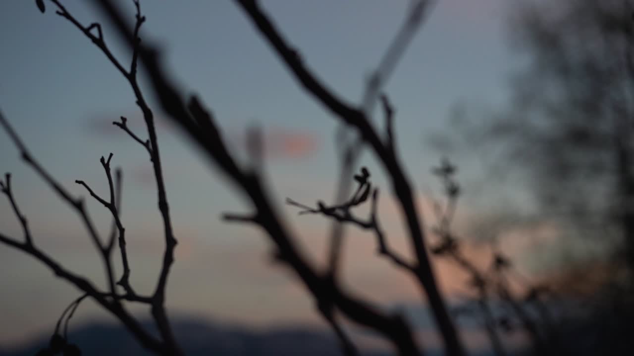 뒤에 흐릿한 해가 지는 식물의 가지의 실루 ⁇ 의 느린 판