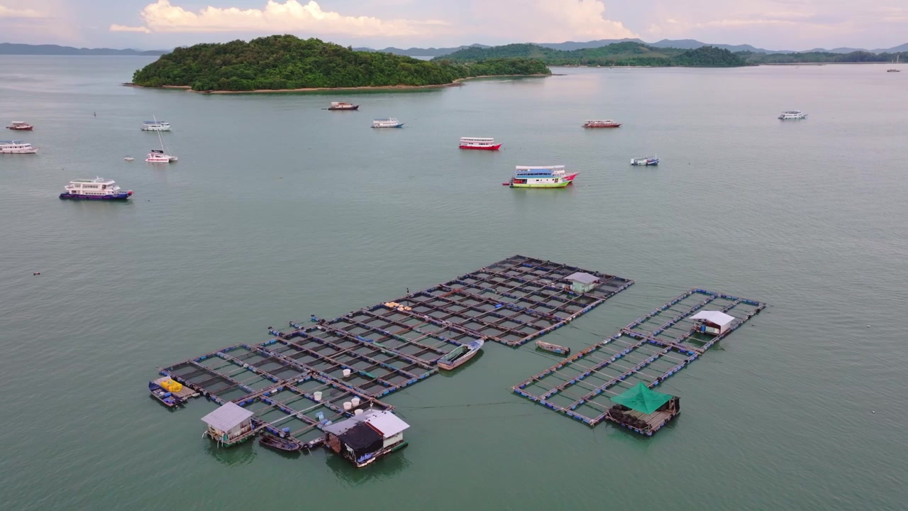 Rekaman drone udara 4K dimulai dari atas ke bawah dan mendongak untuk memperlihatkan peternakan ikan akuakultur apung besar di perairan tropis hijau di Ao Po, Phuket, Thailand