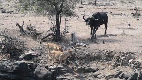 A-wide-shot-of-a-Cape-buffalo-bull-chasing-two-lionesses,-Kruger-National-Park