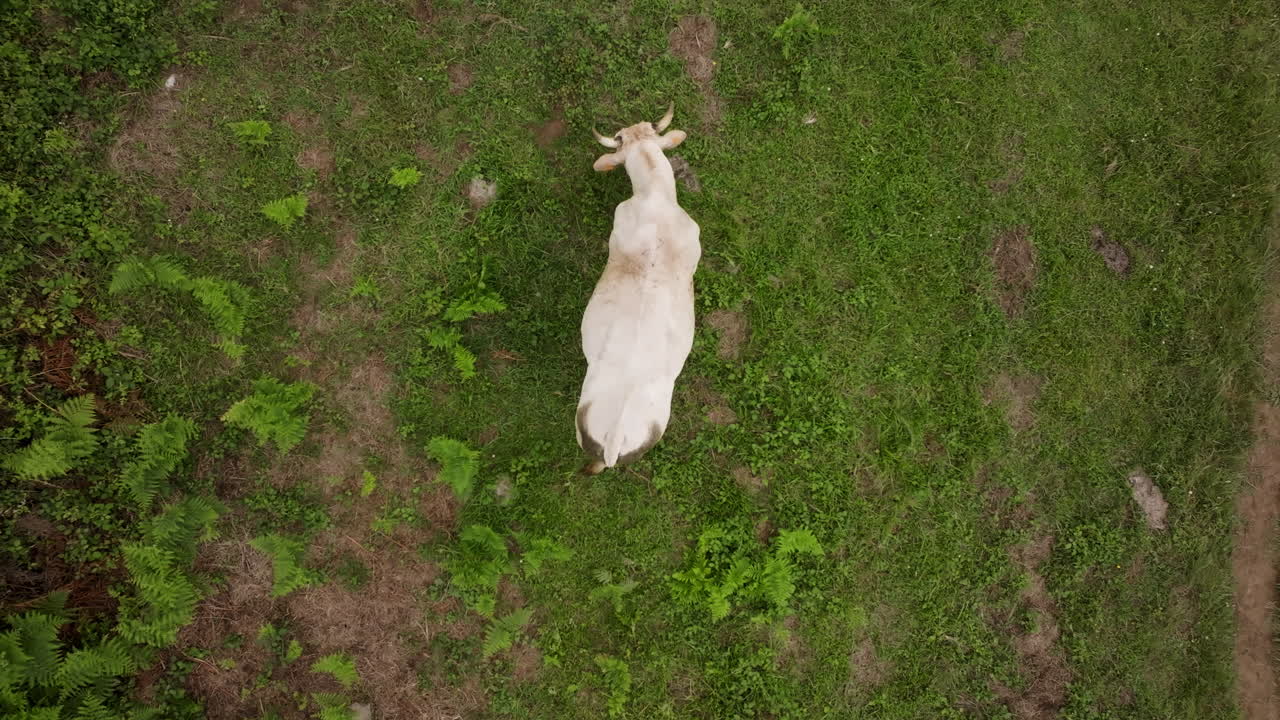 들판 에서 풀 을 고 있는 소 의 공중 사진