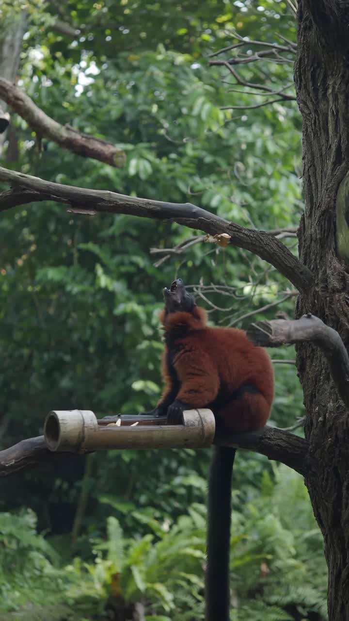 Lemure rosso dal collare seduto su una mangiatoia di bambù in una foresta lussureggiante
