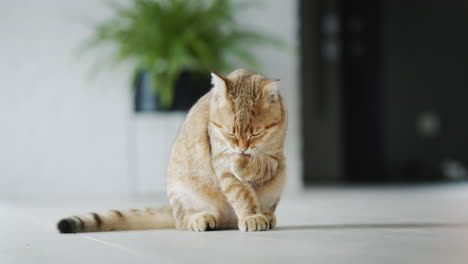 Rote-Katze-Wäscht-Sich,-Sitzt-Auf-Dem-Boden-Im-Wohnzimmer