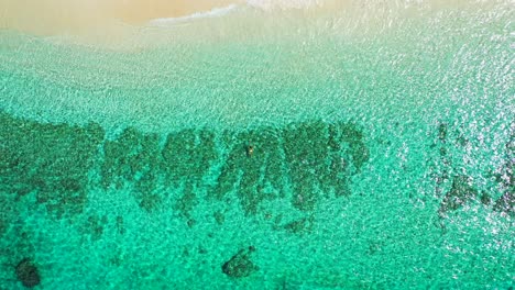 lonely girl swim over a large coral reef on calm clear water of turquoise azure sea, foaming on white sandy beach in caribbean, copy space