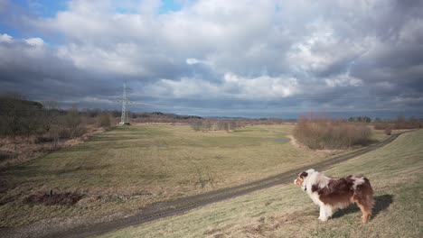 Australian-shepherd-dog-standing-in-wind-on-grass-or-meadow,-side-stable-view,-copyspace-background